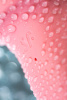 Нереалистичный вибратор Satisfyer Air Pump Booty 5, розовый, 15 см